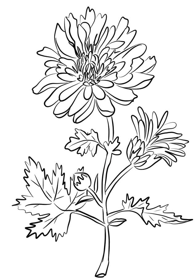 Coloring pages: Chrysanthemum