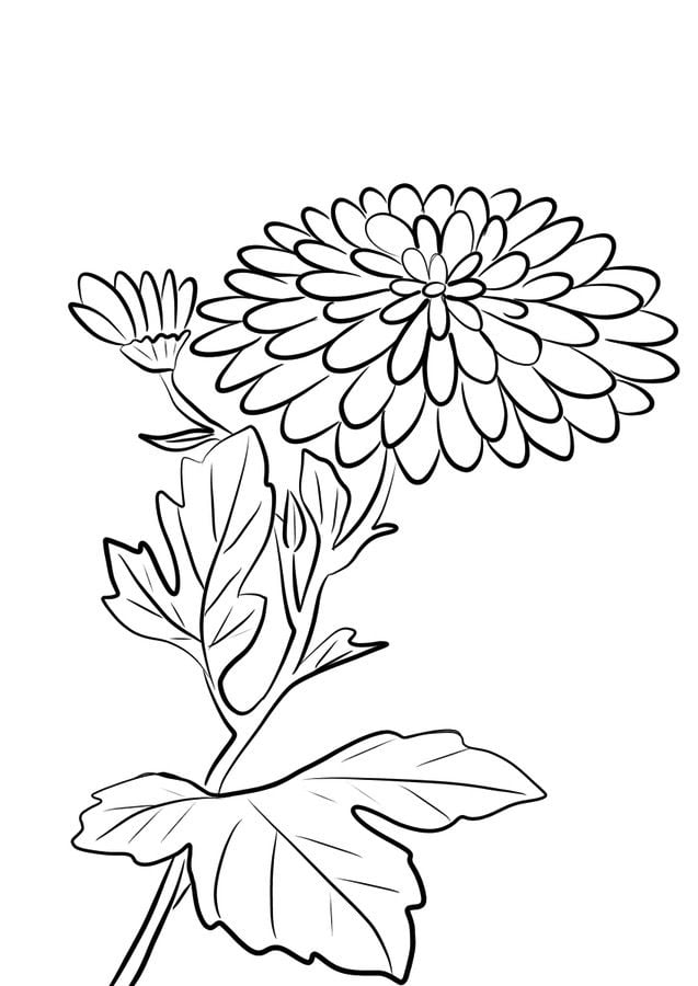 Coloring pages Coloring pages Chrysanthemum, printable for kids