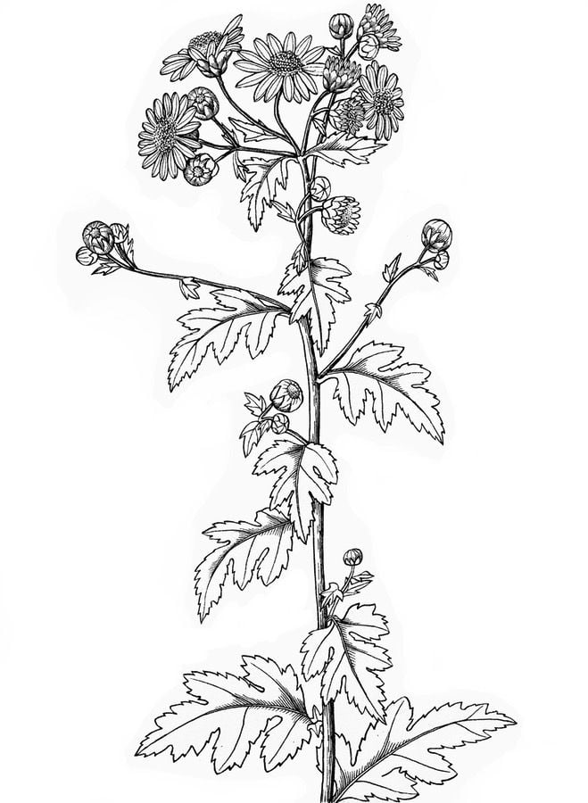 Coloring pages: Chrysanthemum