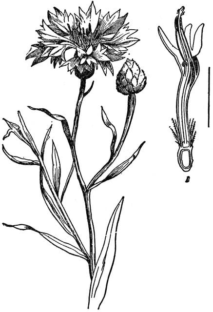 Coloring pages: Cornflower 1