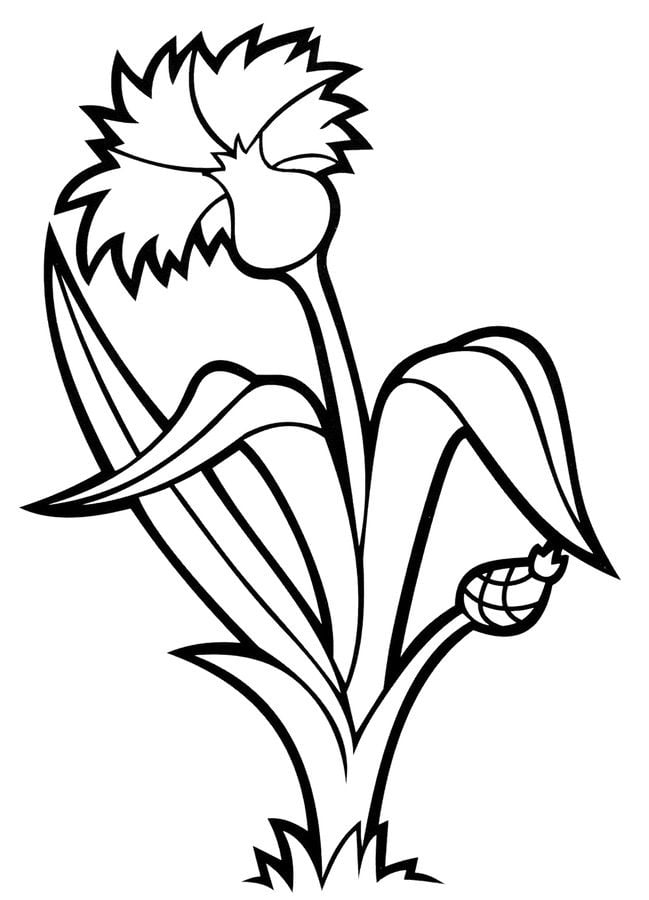 Coloring pages: Cornflower 2