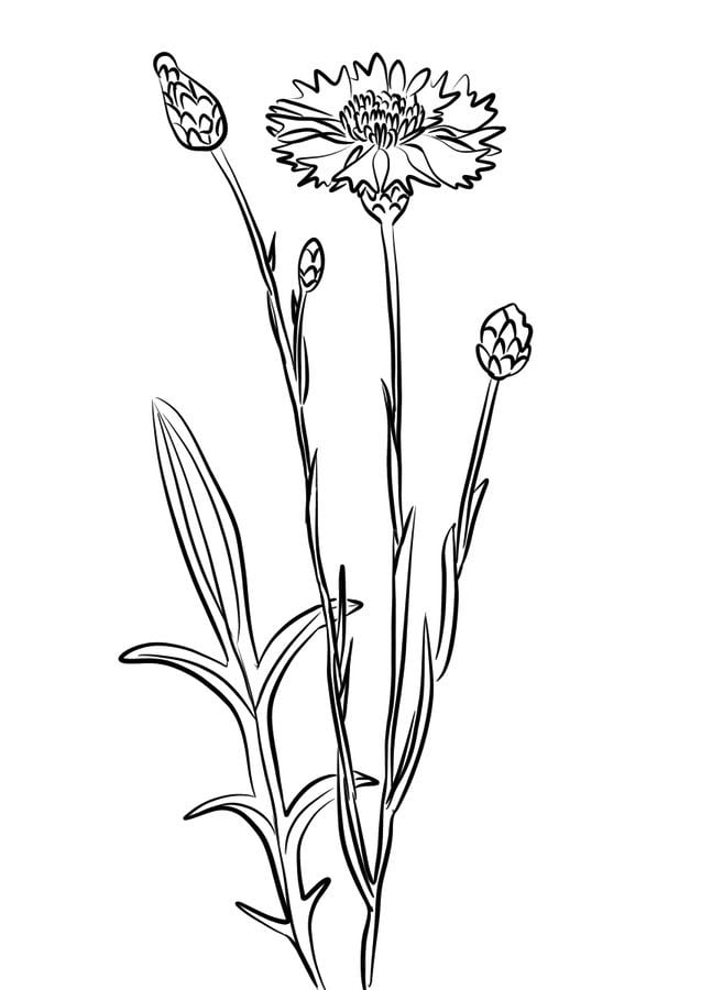 Coloring pages: Cornflower 3