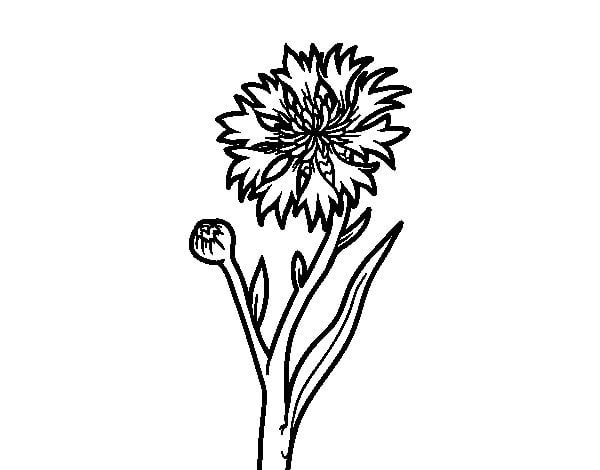 Coloring pages: Cornflower 4