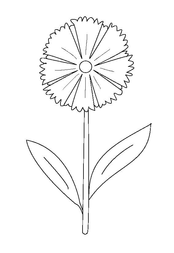 Coloring pages: Cornflower