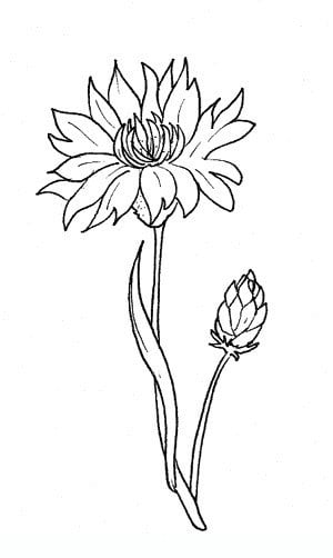 Coloring pages: Cornflower 6