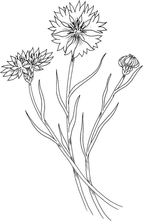 Coloring pages: Cornflower 7