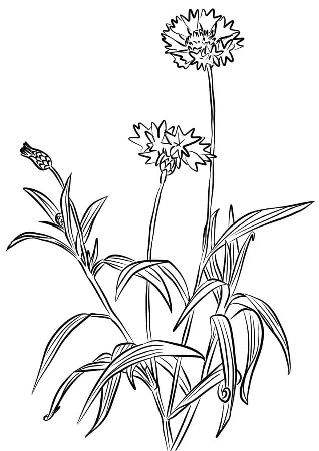 Coloring pages: Cornflower 8