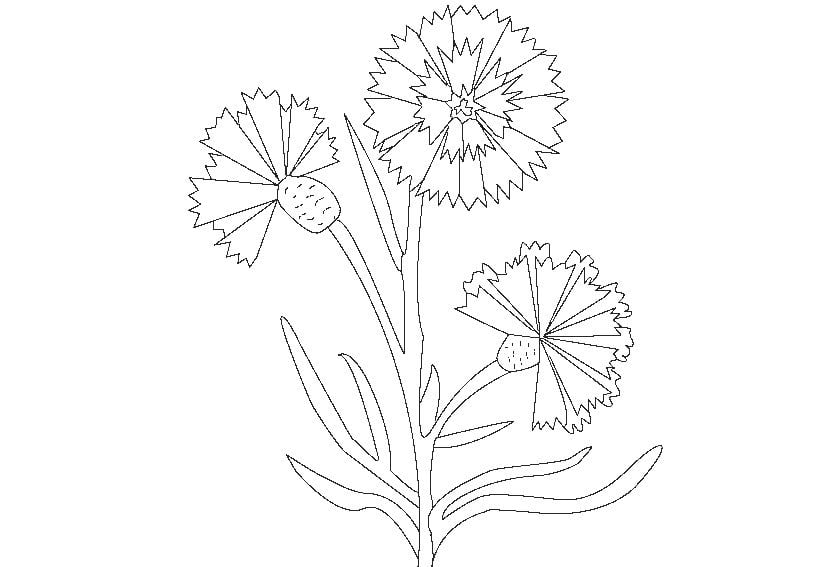 Coloring pages: Cornflower 9