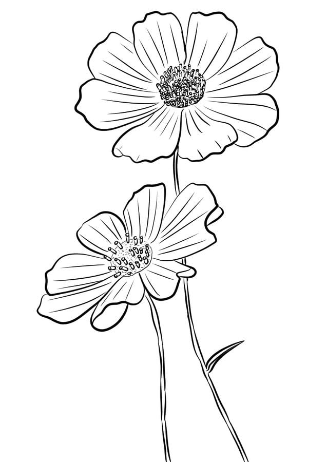 Coloring pages: Cosmos