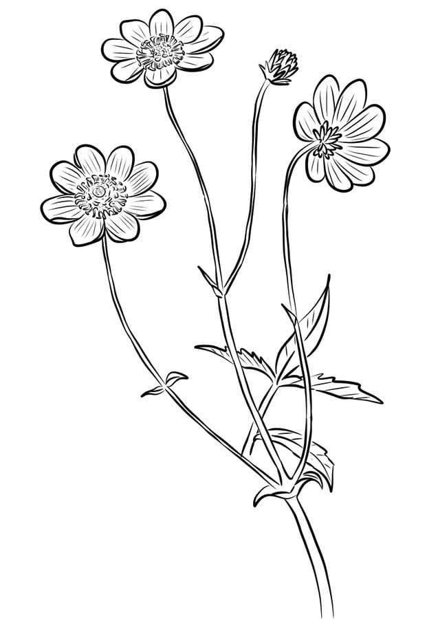 Coloring pages: Cosmos