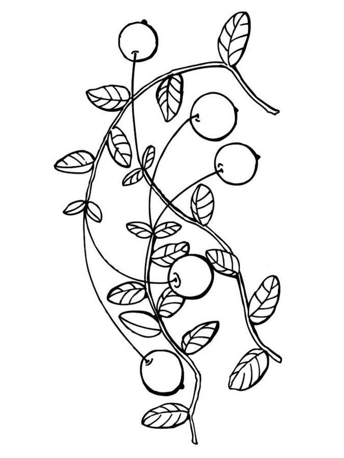 Coloring pages: Cranberry