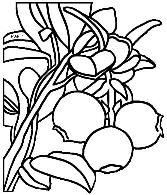Coloring pages: Cranberry