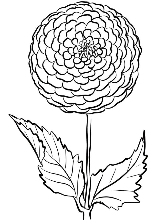 Coloring pages: Dahlia