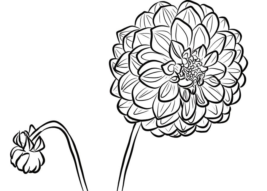 Coloring pages: Dahlia