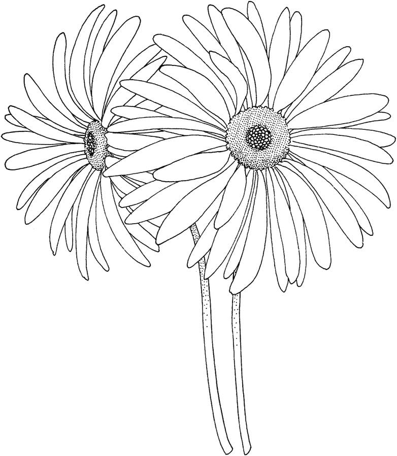 Coloring pages: Daisy 1