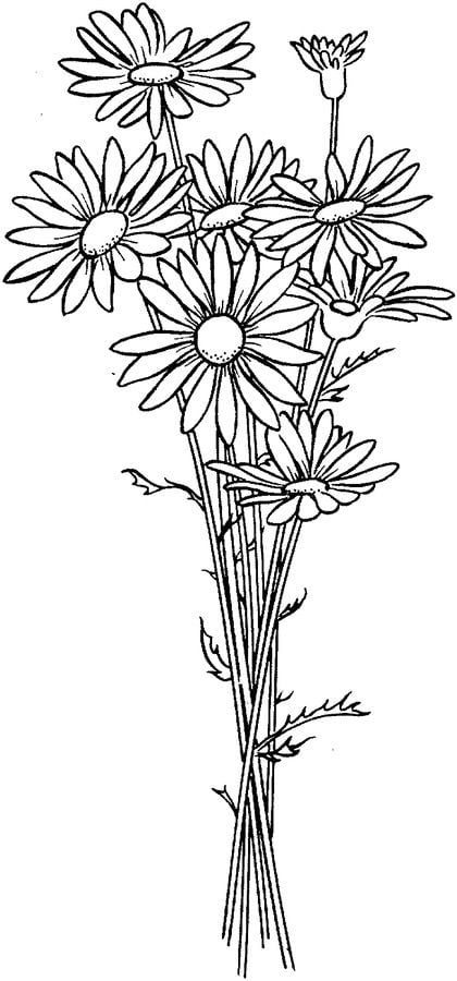 Coloring pages: Daisy 5