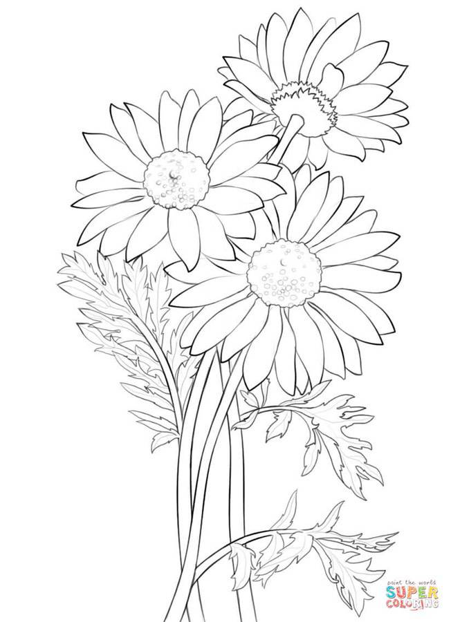 Coloring pages: Daisy