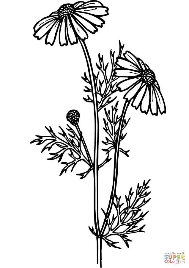 Coloring pages: Daisy 7