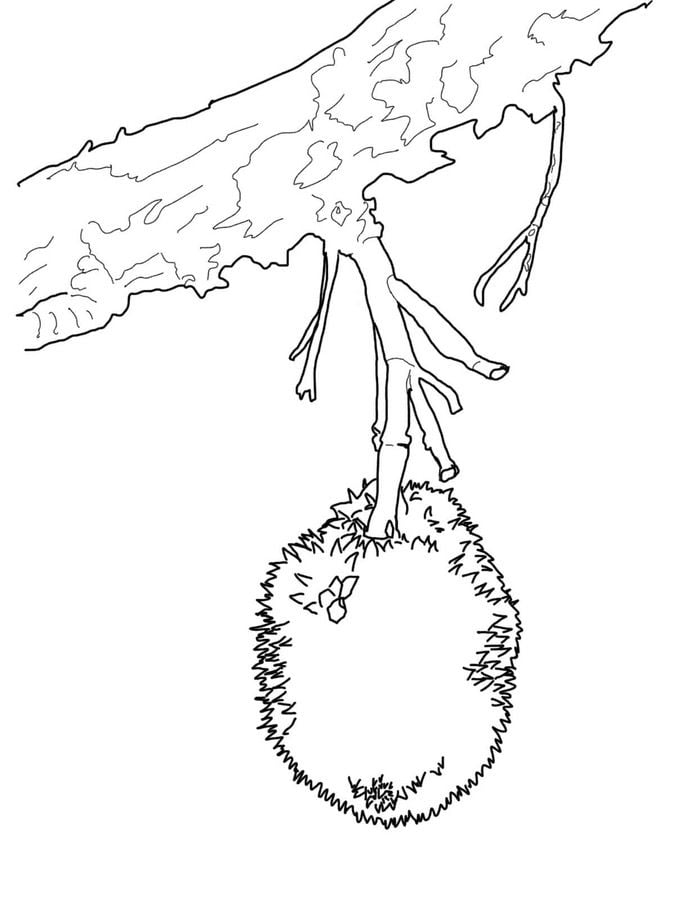 Coloring pages: Durian 8