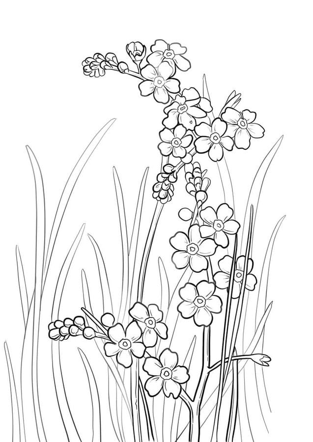 Coloring pages: Forget-me-not 1
