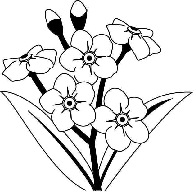 Coloring pages: Forget-me-not 2