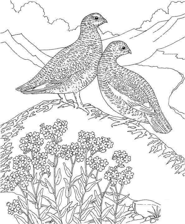Coloring pages: Forget-me-not 5