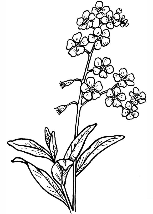 Coloring pages: Forget-me-not 6