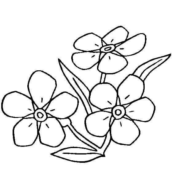 Coloring pages: Forget-me-not 7