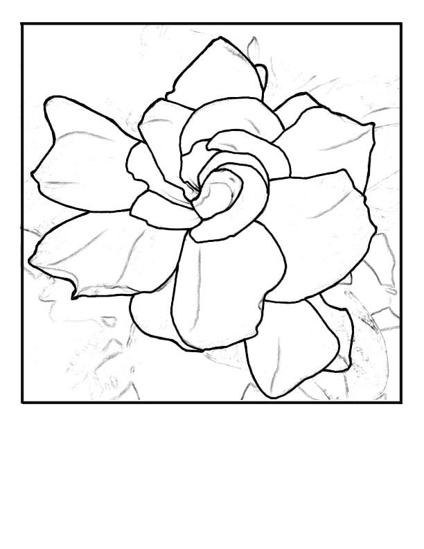 Disegni da colorare: Gardenia 1