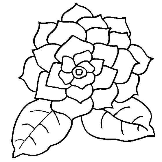 Coloring pages: Gardenia