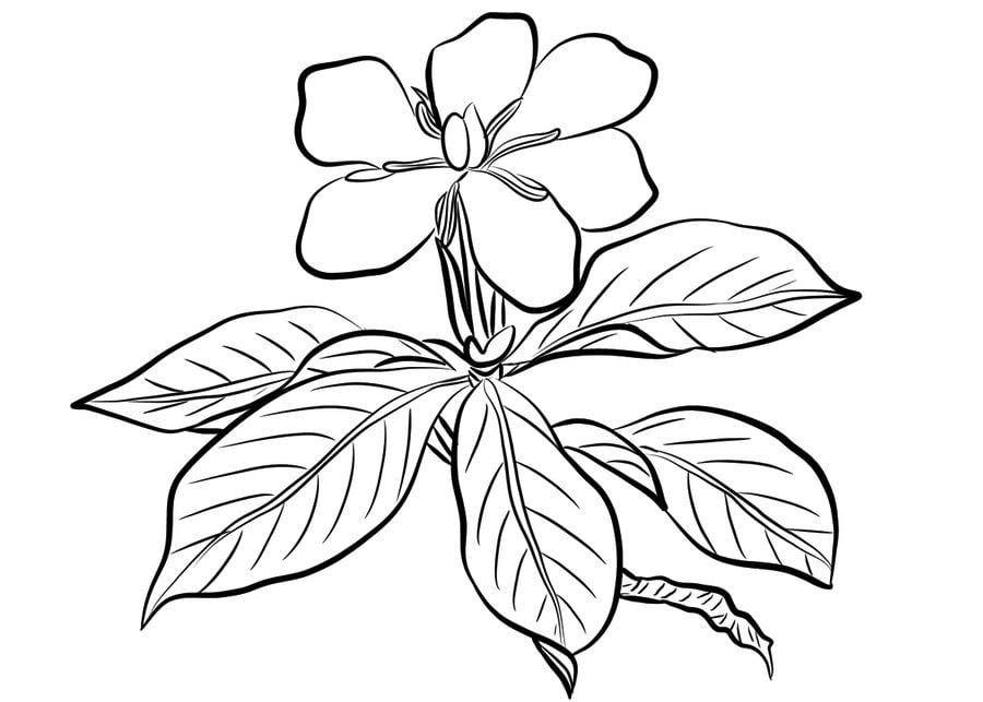 Dibujos para colorear: Gardenia