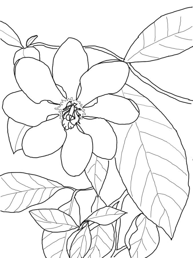 Dibujos para colorear: Gardenia