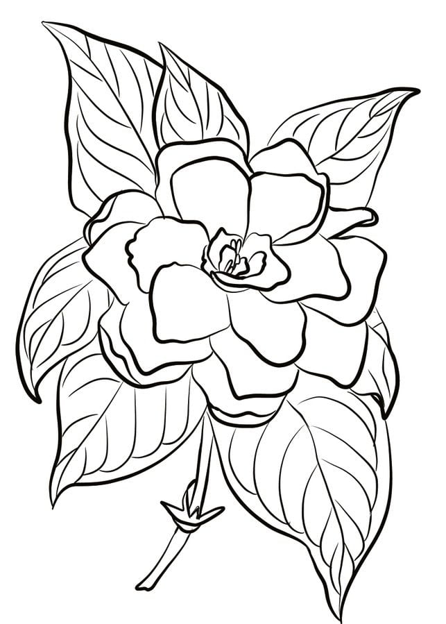 Disegni da colorare: Gardenia 5