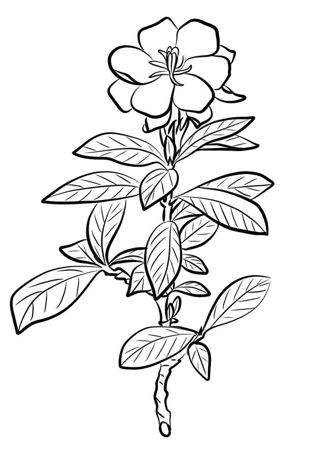Disegni da colorare: Gardenia 6