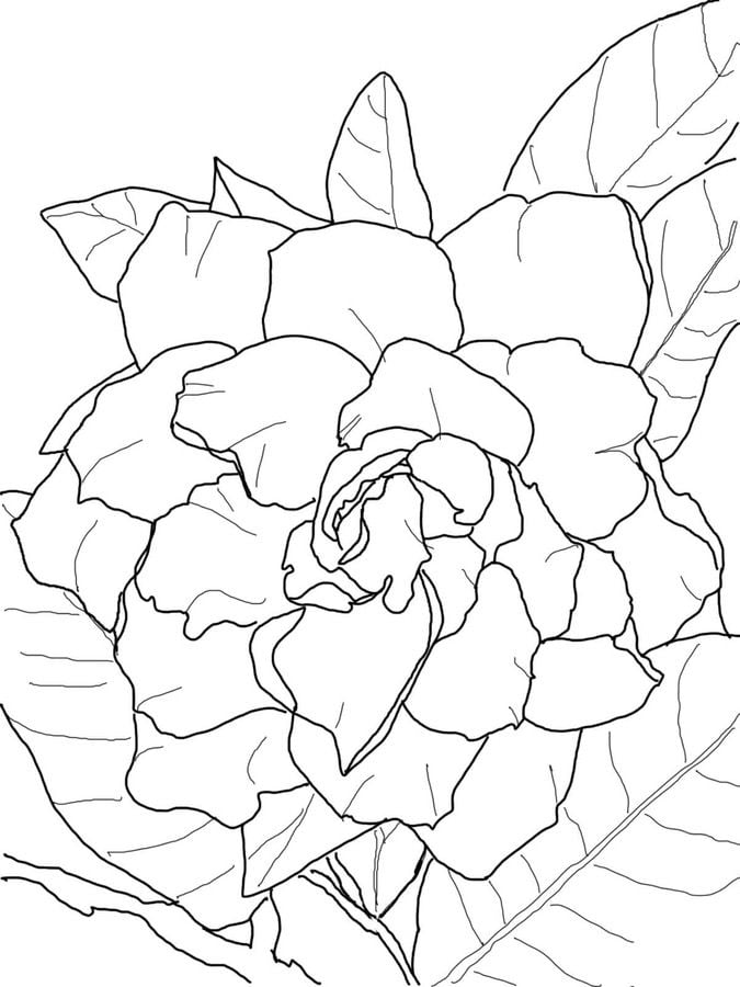 Coloring pages: Gardenia