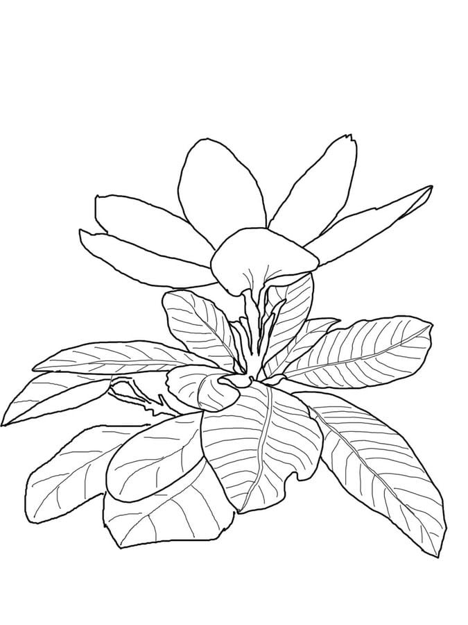 Disegni da colorare: Gardenia 8