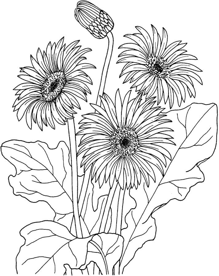 Coloring pages: Gerbera