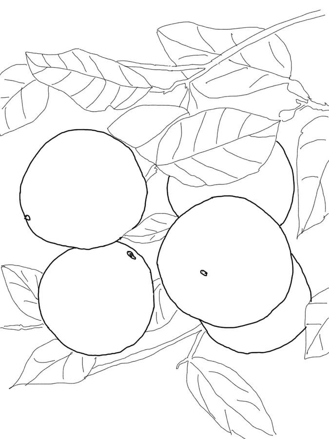 Dibujos para colorear: Árbol del pomelo