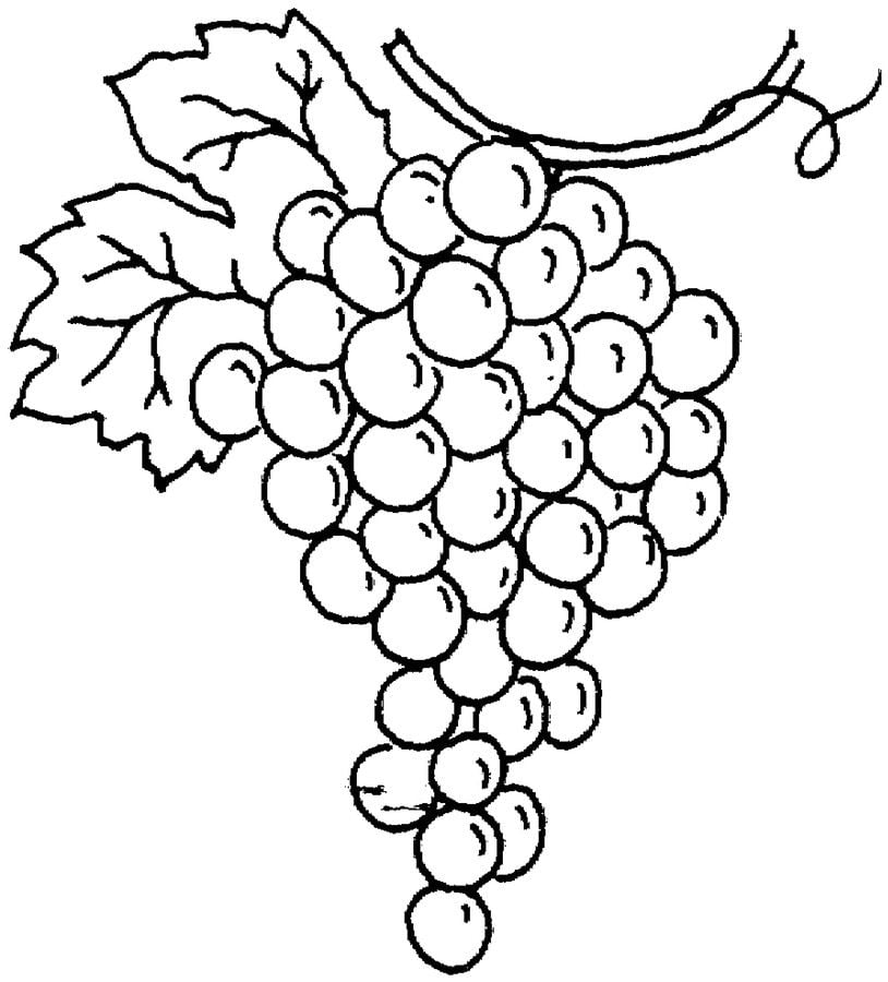Coloring pages: Grapes