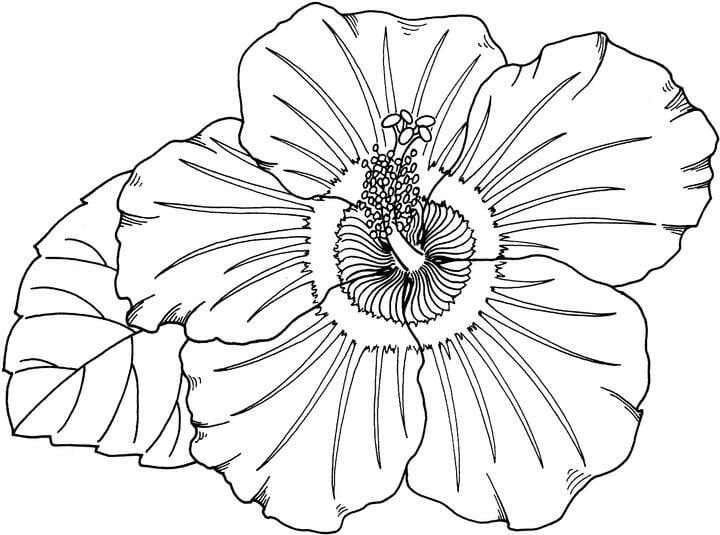 Coloring pages: Hibiscus 1