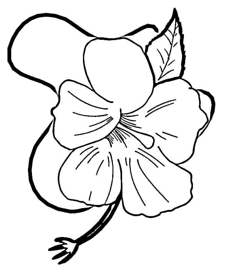 Coloring pages: Hibiscus 2