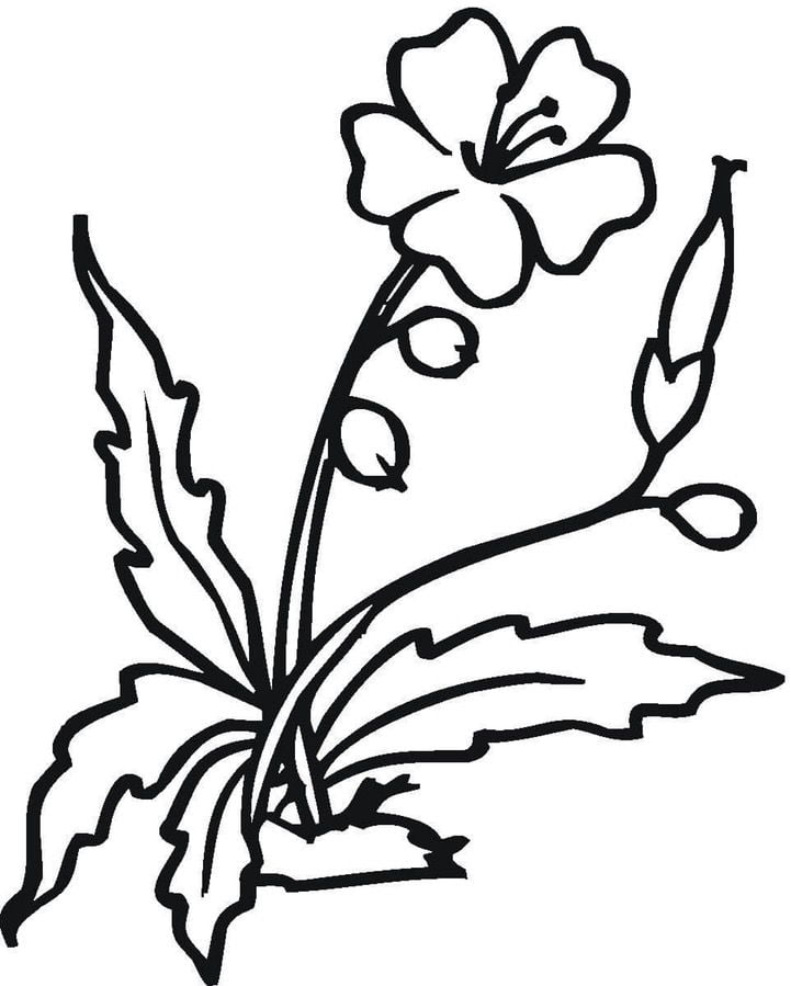 Coloring pages: Hibiscus 3