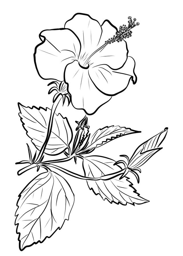 Coloring pages: Hibiscus 4