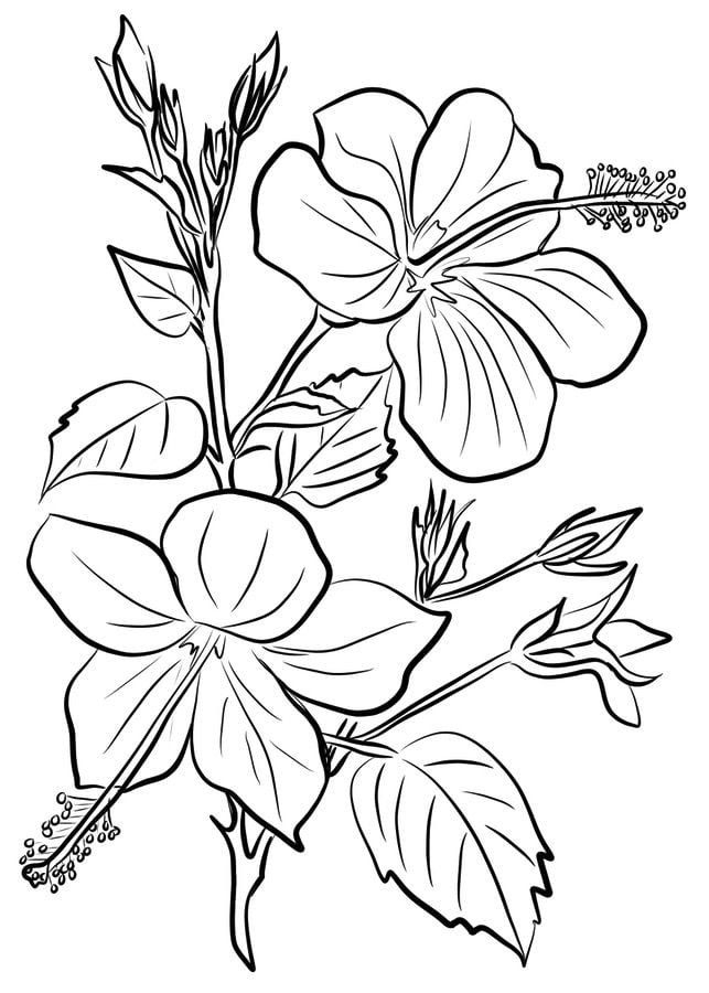Coloriages: Hibiscus 5