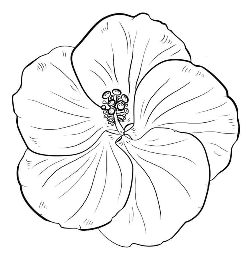 Coloring pages: Hibiscus 6