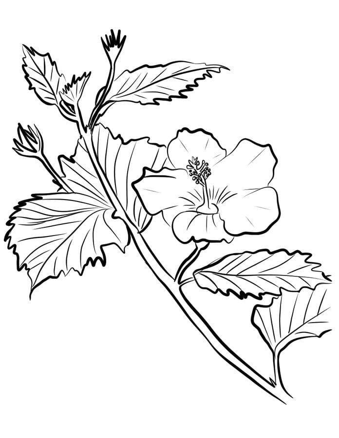 Coloriages: Hibiscus 7