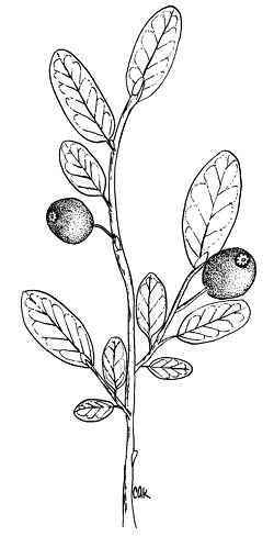 Coloring pages: Huckleberry