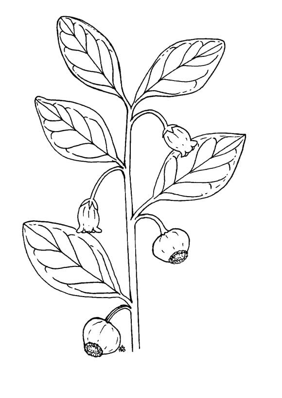 Coloring pages: Huckleberry