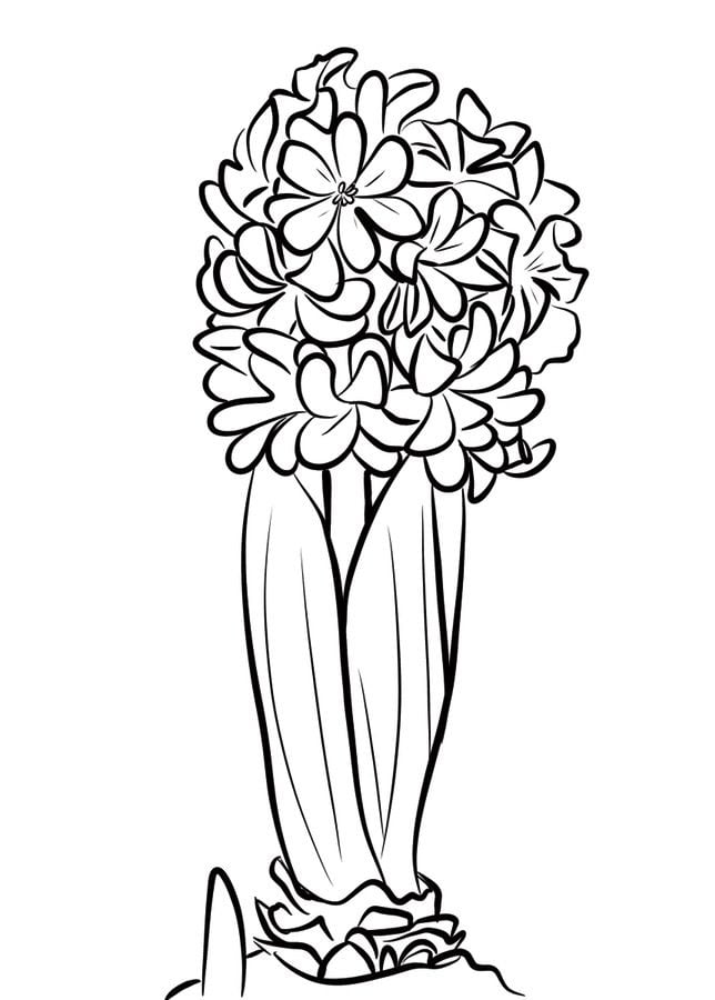 Coloring pages: Hyacinth