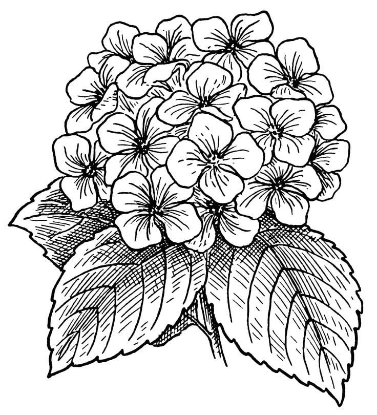 Coloriages: Hydrangea